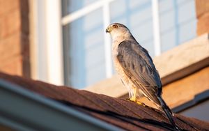 Preview wallpaper sparrowhawk, hawk, bird, roof