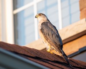 Preview wallpaper sparrowhawk, hawk, bird, roof