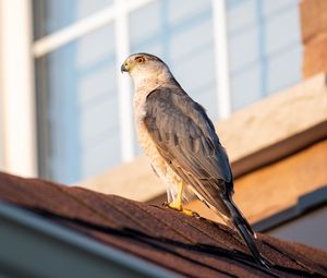 Preview wallpaper sparrowhawk, hawk, bird, roof