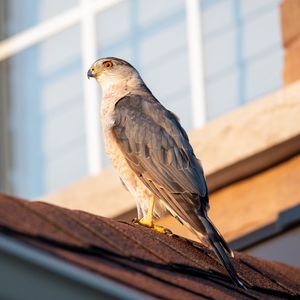 Preview wallpaper sparrowhawk, hawk, bird, roof