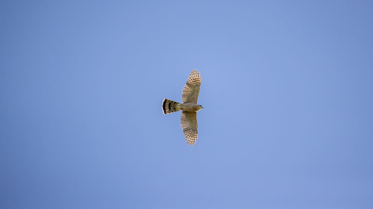 Wallpaper sparrowhawk, hawk, bird, flight, sky