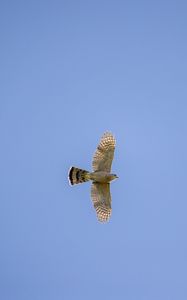 Preview wallpaper sparrowhawk, hawk, bird, flight, sky