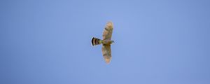 Preview wallpaper sparrowhawk, hawk, bird, flight, sky