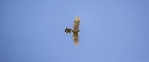 Preview wallpaper sparrowhawk, hawk, bird, flight, sky