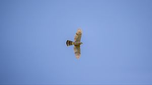 Preview wallpaper sparrowhawk, hawk, bird, flight, sky