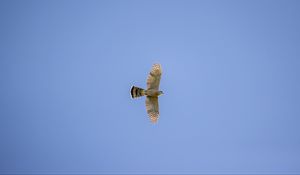 Preview wallpaper sparrowhawk, hawk, bird, flight, sky