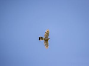 Preview wallpaper sparrowhawk, hawk, bird, flight, sky