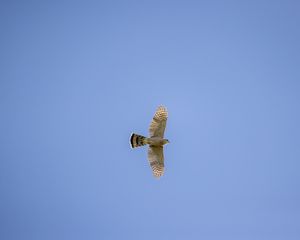 Preview wallpaper sparrowhawk, hawk, bird, flight, sky