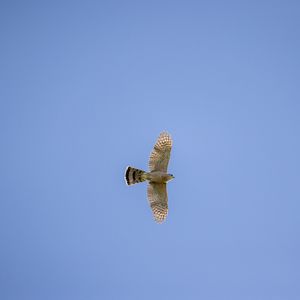 Preview wallpaper sparrowhawk, hawk, bird, flight, sky