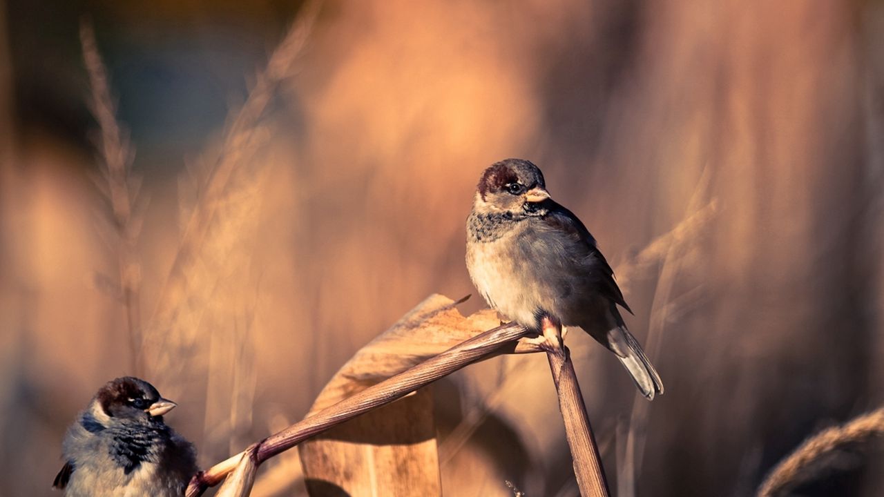 Wallpaper sparrows, birds, couple, branch