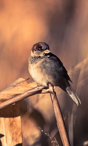 Preview wallpaper sparrows, birds, couple, branch