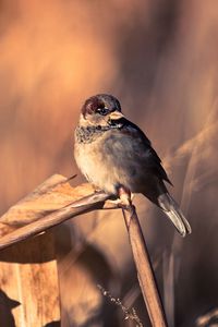 Preview wallpaper sparrows, birds, couple, branch