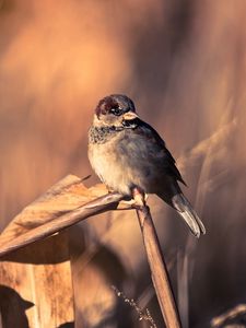 Preview wallpaper sparrows, birds, couple, branch