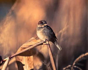 Preview wallpaper sparrows, birds, couple, branch