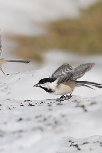 Preview wallpaper sparrows, birds, fly, swing, three