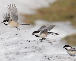 Preview wallpaper sparrows, birds, fly, swing, three