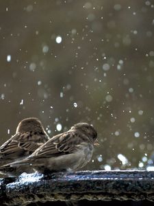 Preview wallpaper sparrows, birds, winter, snow, cold, steam, survival