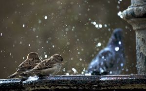 Preview wallpaper sparrows, birds, winter, snow, cold, steam, survival