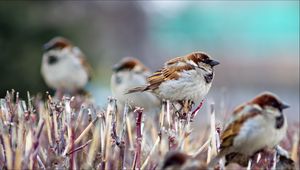 Preview wallpaper sparrows, branch, birds, winter