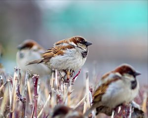 Preview wallpaper sparrows, branch, birds, winter