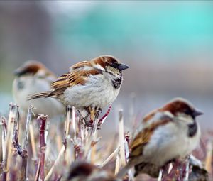 Preview wallpaper sparrows, branch, birds, winter