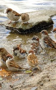 Preview wallpaper sparrows, river, birds, thirst