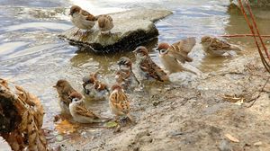 Preview wallpaper sparrows, river, birds, thirst