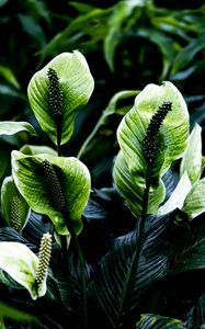 Preview wallpaper spathiphyllum, leaves, flowers, plant, green, nature