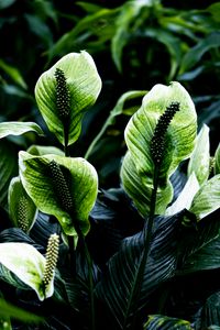 Preview wallpaper spathiphyllum, leaves, flowers, plant, green, nature