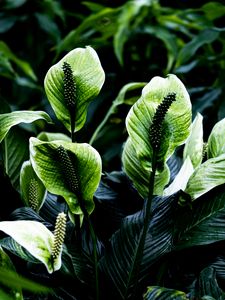 Preview wallpaper spathiphyllum, leaves, flowers, plant, green, nature