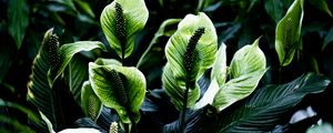 Preview wallpaper spathiphyllum, leaves, flowers, plant, green, nature