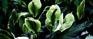 Preview wallpaper spathiphyllum, leaves, flowers, plant, green, nature