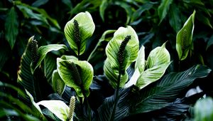 Preview wallpaper spathiphyllum, leaves, flowers, plant, green, nature