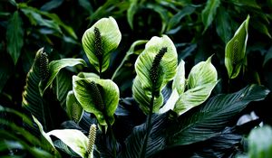 Preview wallpaper spathiphyllum, leaves, flowers, plant, green, nature