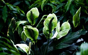 Preview wallpaper spathiphyllum, leaves, flowers, plant, green, nature