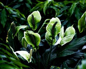 Preview wallpaper spathiphyllum, leaves, flowers, plant, green, nature