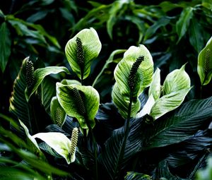 Preview wallpaper spathiphyllum, leaves, flowers, plant, green, nature