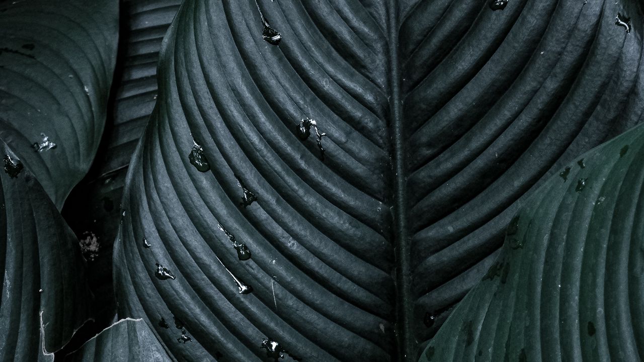 Wallpaper spathiphyllum, plant, leaves
