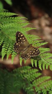 Preview wallpaper speckled wood, butterfly, fern, leaves, macro