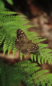 Preview wallpaper speckled wood, butterfly, fern, leaves, macro