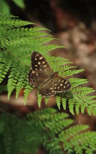 Preview wallpaper speckled wood, butterfly, fern, leaves, macro