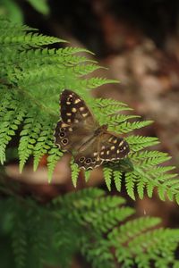 Preview wallpaper speckled wood, butterfly, fern, leaves, macro