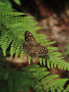 Preview wallpaper speckled wood, butterfly, fern, leaves, macro