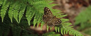 Preview wallpaper speckled wood, butterfly, fern, leaves, macro