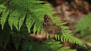 Preview wallpaper speckled wood, butterfly, fern, leaves, macro