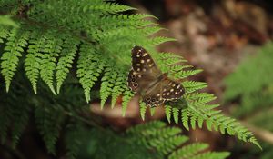 Preview wallpaper speckled wood, butterfly, fern, leaves, macro