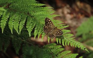 Preview wallpaper speckled wood, butterfly, fern, leaves, macro