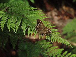 Preview wallpaper speckled wood, butterfly, fern, leaves, macro