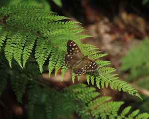 Preview wallpaper speckled wood, butterfly, fern, leaves, macro