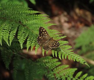 Preview wallpaper speckled wood, butterfly, fern, leaves, macro